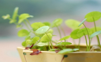 small-plant-in-pot-desktop-wallpaper-1920x1080 (1024x668)