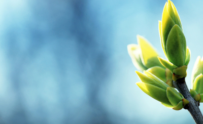 spring-ppt-template-green-blue-nature-plants--backgrounds-wallpapers