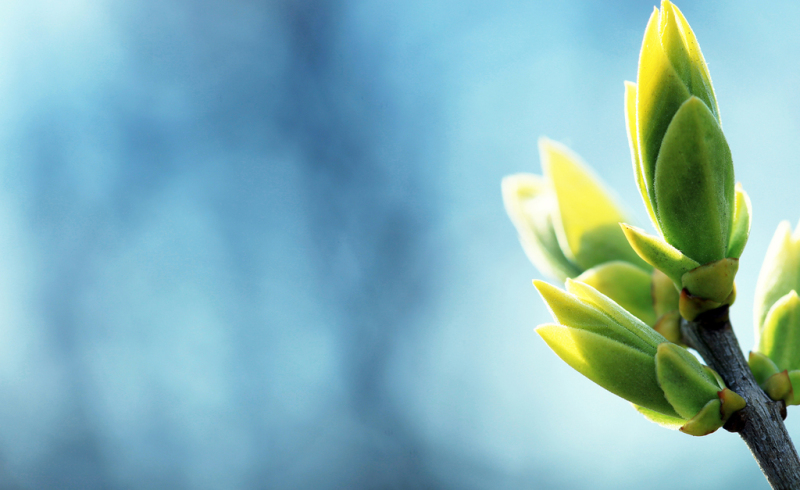 spring-ppt-template-green-blue-nature-plants--backgrounds-wallpapers